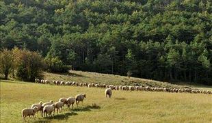 Na Jezerskem se bo odvil že 53. tradicionalni ovčarki bal