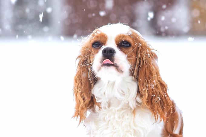 To zimo lepo poskrbite za svoje kosmatince, da bodo imeli topel dom in toplo srce. | Foto: Shutterstock