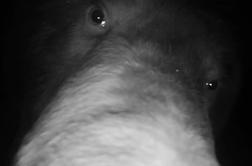 Na Kočevskem iščejo kosmatega osumljenca, ki je premaknil kamero