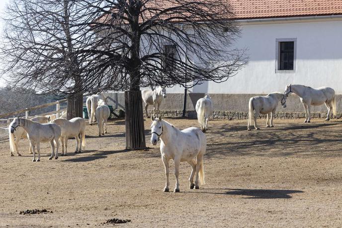 Kobilarna Lipica | Kobilarna Lipica je varovana z varnostnim sistemom in videonadzorom, ki predstavljata pomemben del preiskave. | Foto STA