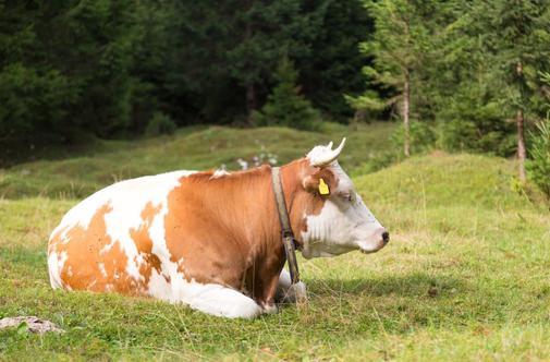 Zakaj ima v Sloveniji vsaka krava ime?