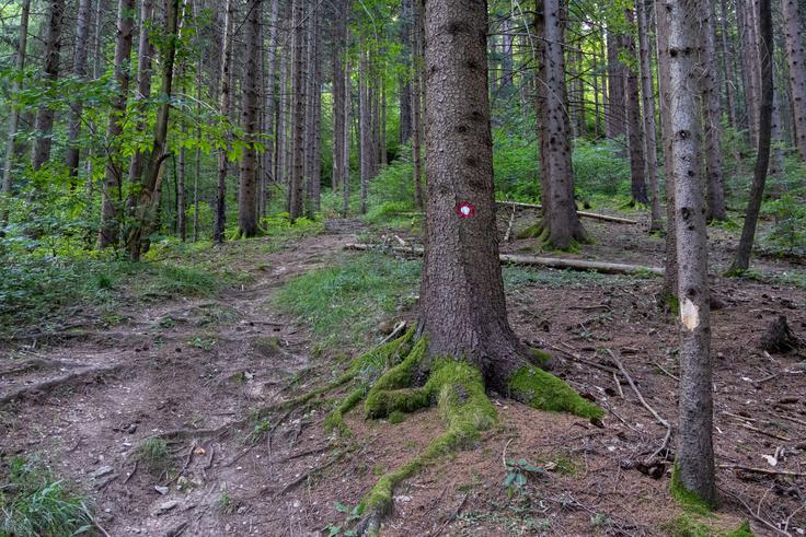 Na krajšem odseku skozi Zagradiško pušo se bomo hitro ogreli. | Foto: Matej Podgoršek