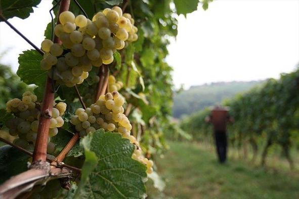 Bogata bera nagrad za slovenske vinarje