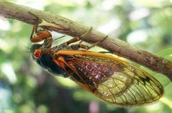 Napad žuželk biblijskih razsežnosti