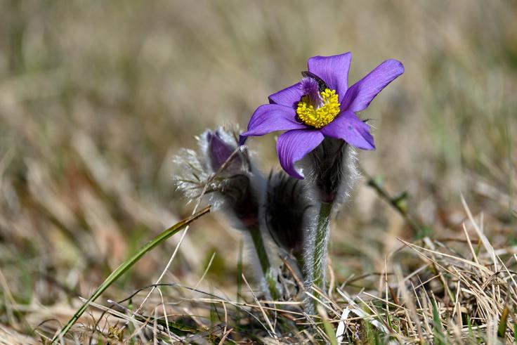 Lani je pod Bočem cvetelo 115 velikonočnic. | Foto: Matej Podgoršek