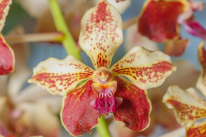 opičja orhideja | Foto Getty Images