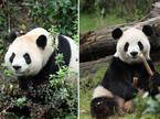 panda, Kitajska, ZDA, diplomacija