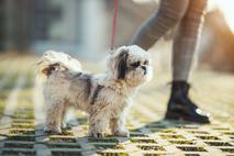 Shih tzu, pes, pasma