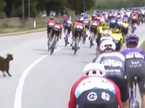 koza Giro, thumb