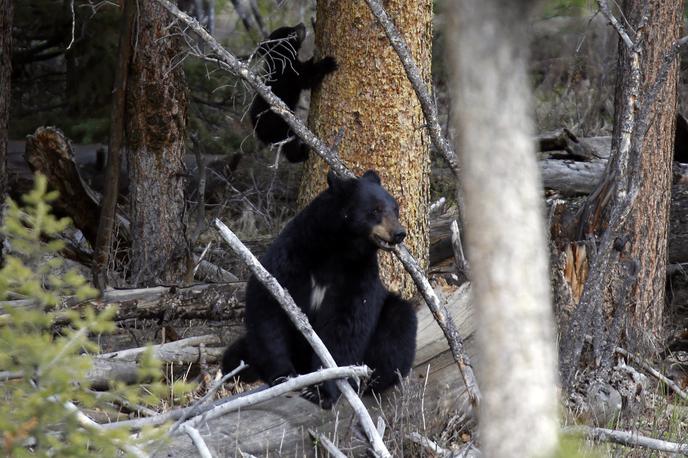 Črni medved | Foto Reuters