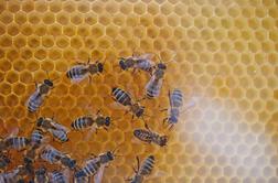 V Žirovnico prihajajo čebelarji z vsega sveta