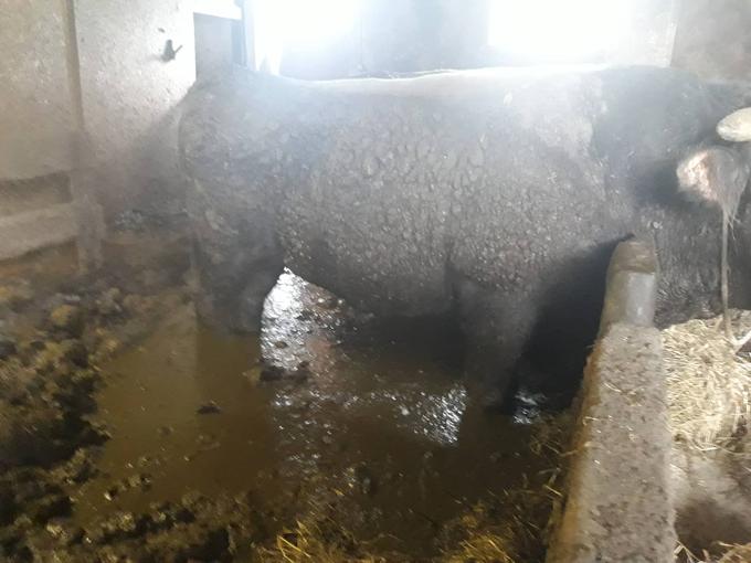 V nemogočih razmerah so živeli tudi biki, ki so dobesedno životarili v lastnem gnoju in urinu.  | Foto: Facebook/ Društvo za zaščito konj