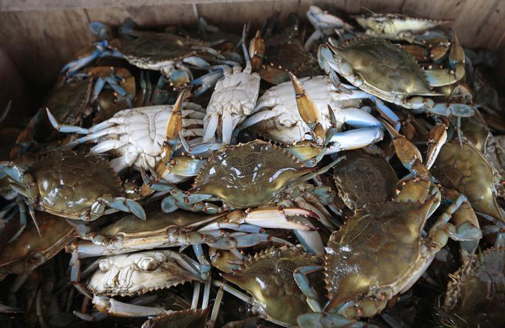 Modra rakovica je že prisotna tudi v slovenskem morju. | Foto: Guliverimage