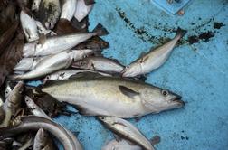 V ribniku zaradi izlivanja živalskih fekalij poginila večja količina rib