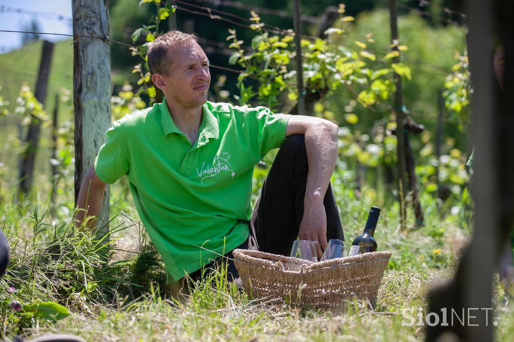 Ekološka kmetija Valentan Vodole Malečnik vino vinograd