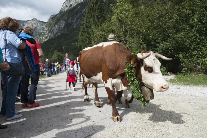 Kravji bal | V Bohinju je ta konec tedna čas za tradicionalni Kravji bal. | Foto Shutterstock