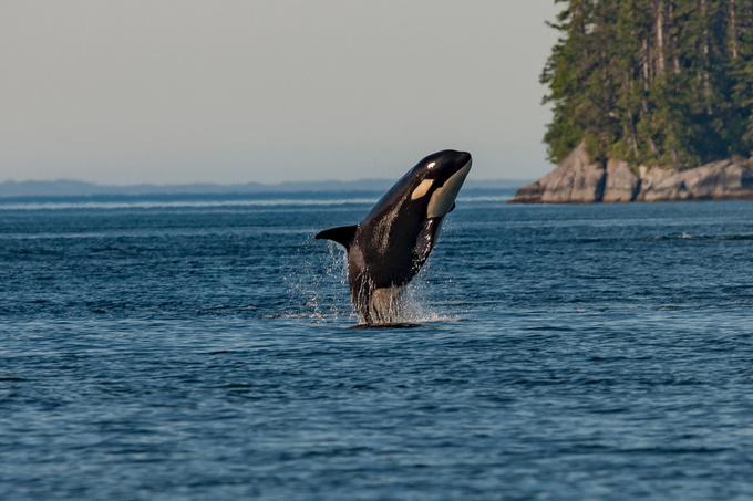 Orka oziroma kit ubijalec je bil vpleten v do zdaj edini znani primer, ko je kateri koli kit v divjini, torej v oceanu, ugriznil in huje poškodoval kopalca ali potapljača. Leta 1972 je kit ubijalec ugriznil deskarja na vodi, najverjetneje ga je zamenjal za tjulna. | Foto: Unsplash