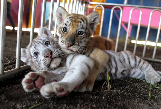 Po več kot stoletju redčenja njihovih vrst populacija tigrov v divjini raste. Leta 2010 so borci za zaščito pravic živali ocenili, da jih je v divjini približno 3.200, letos pa se ocena giblje okrog 3.890, kar je 22-odstotno povečanje števila progastih divjih muc.  | Foto: 