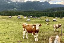 Juliana Trail 14 Ko te krava gleda in bik nadzoruje. Planina Javornik na Pokljuki.