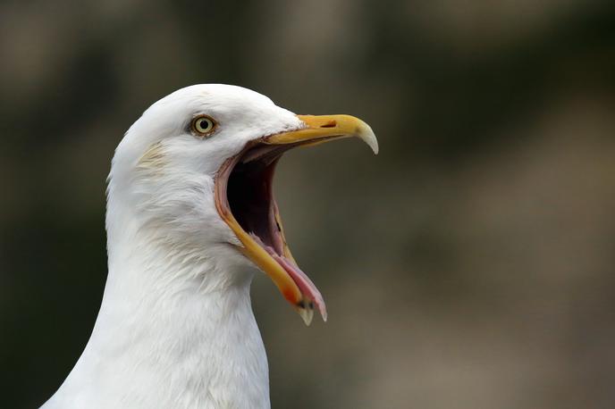 galeb | Pri obeh pticah so potrdili aviarno influenco tipa A in podtipa H5N1, so danes sporočili z uprave za varno hrano, veterinarstvo in varstvo rastlin. | Foto Shutterstock