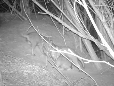 Kamera v gozdu ujela zanimivo dogajanje, strokovnjaki opozarjajo #video