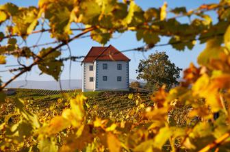 Degustacija za dve osebi v slovenski Toskani #nagradna igra