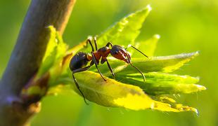 Ali so mravlje res vrtni škodljivci?