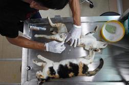 Pes s transfuzijo svoje krvi rešil življenje mački