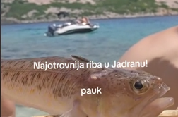 Eno najbolj strupenih rib v Jadranu posneli v plitvi vodi: Vbod je grozen, bolečina je nepopisna! #video