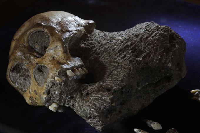 Pred 2,5 milijona leti so se po Zemlji že potikali avstralopiteki, evolucijski razvoj človeka pa še ni dosegel stopnje Homo, na primer.  | Foto: Reuters