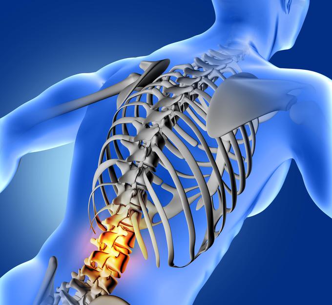 anatomija-hrbtenica-vretenca | Foto: Medicofit