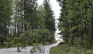 Sneg na Dunaju podiral drevesa