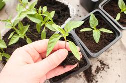 Sadike: kdaj pikirati in kako