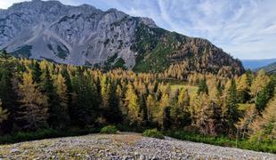 Zlati macesni na Zelenici in najlepši pogled na Stol #video