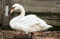 Maribor se poslavlja od pomembne prebivalke