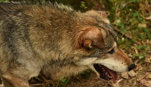 Lovci zavračajo očitke, da ne izvajajo odstrela volka #video