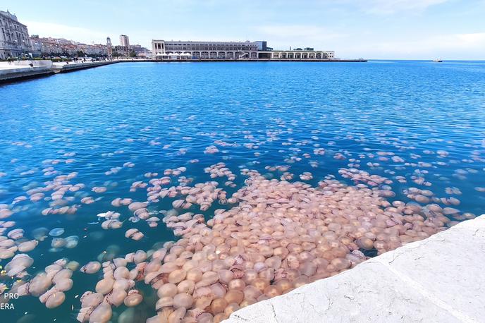 Meduze | Meduze rodu Rhizostoma sicer niso nevarne ljudem.  | Foto Reuters