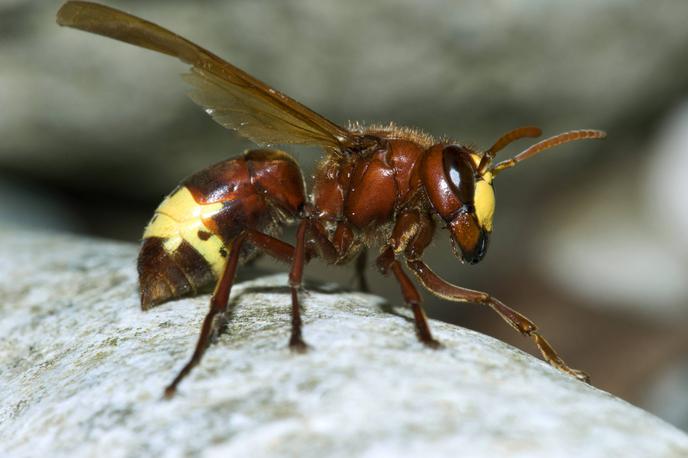 Orientalski sršen (Vespa orientalis) | Pik orientalskega sršena je zelo boleč, saj je na drugem mestu strupenosti med sršeni, takoj za orjaškim sršenom. | Foto Guliverimage