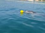 Delfin Oliver