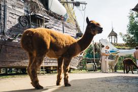 marolt zoo land mcdonalds