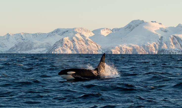 Orka bi v teoriji lahko napadla in ubila severnega medveda, a še ni dokumentiranega primera, da bi se to dejansko zgodilo.  | Foto: Shutterstock