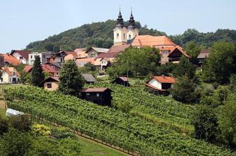 Letnik 2011 je bil za dolenjska vina odličen