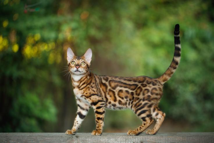 bengalska maška, bengalka | Foto: Shutterstock