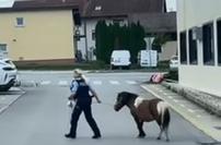 Izgubljeni poni s pomočjo policistov znova doma #video