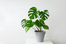 monstera, rastlina