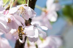 Kako čebele pomagajo v boju proti gubam?