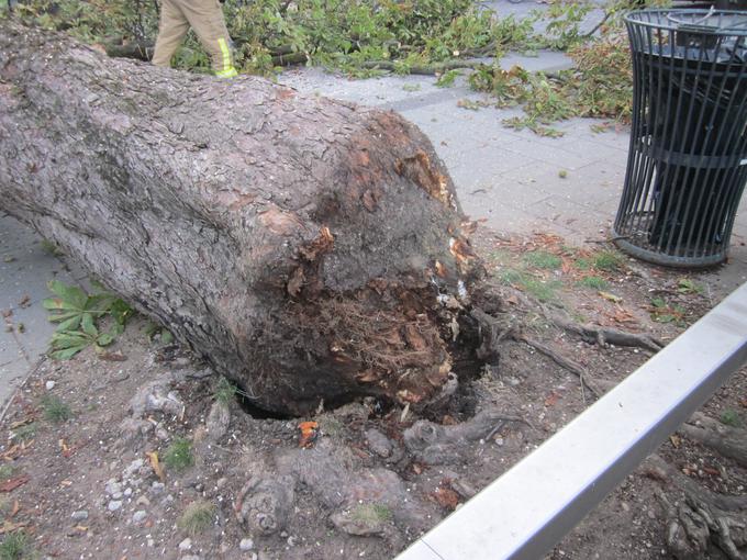 K porušenju drevesa je pripomoglo večkratno poškodovanje drevesnih korenin ob izvajanju cestnih del. | Foto: 