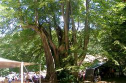 V ujmi poškodovana Najevska lipa, najdebelejše drevo v državi