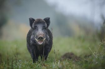 Upokojenec na parkirišču pred trgovino zaklal merjasca