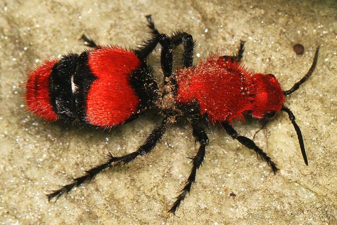 Primerkom ženskega spola (na fotografiji) tega rodu os pravijo tudi žametne mravlje, kjer so prekrite s številnimi finimi dlačicami in nimajo kril. Njihov pik je primerljiv z namakanjem roke v vrelo olje. Večja kot je mravljarica, bolj boli njen pik.  | Foto: Thomas Hilmes/Wikimedia Commons